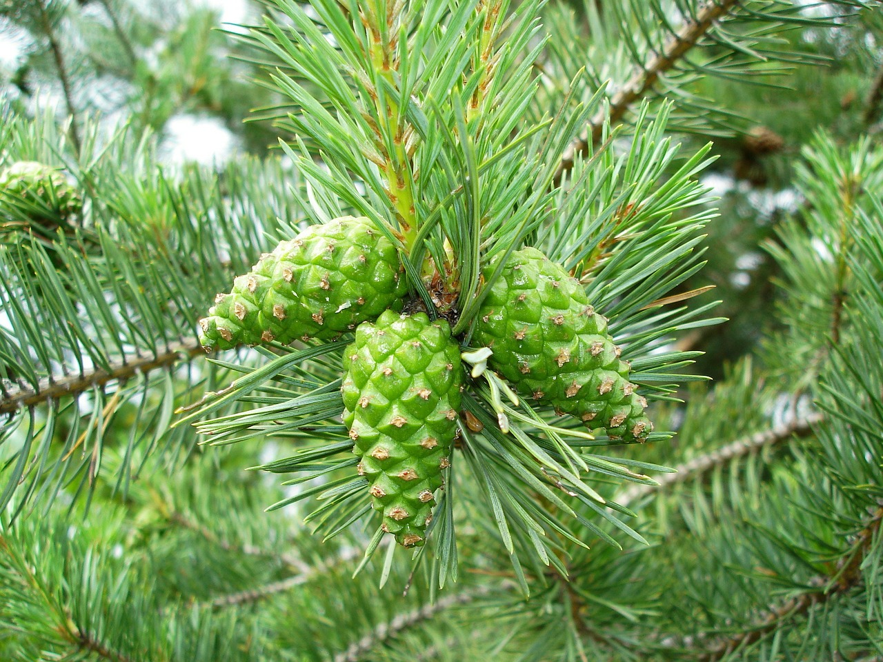 pine cones pine tree free photo