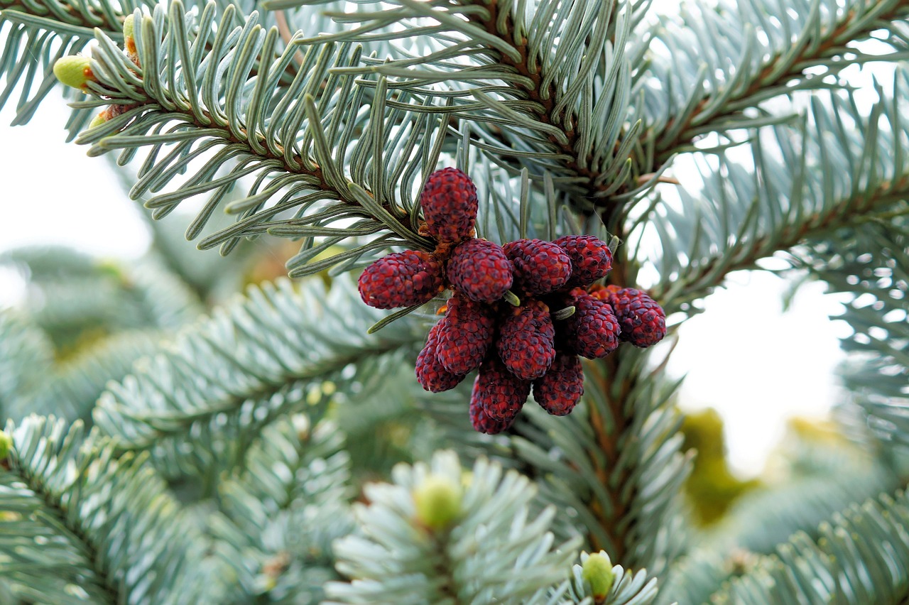 pine cones fir tannenzweig free photo