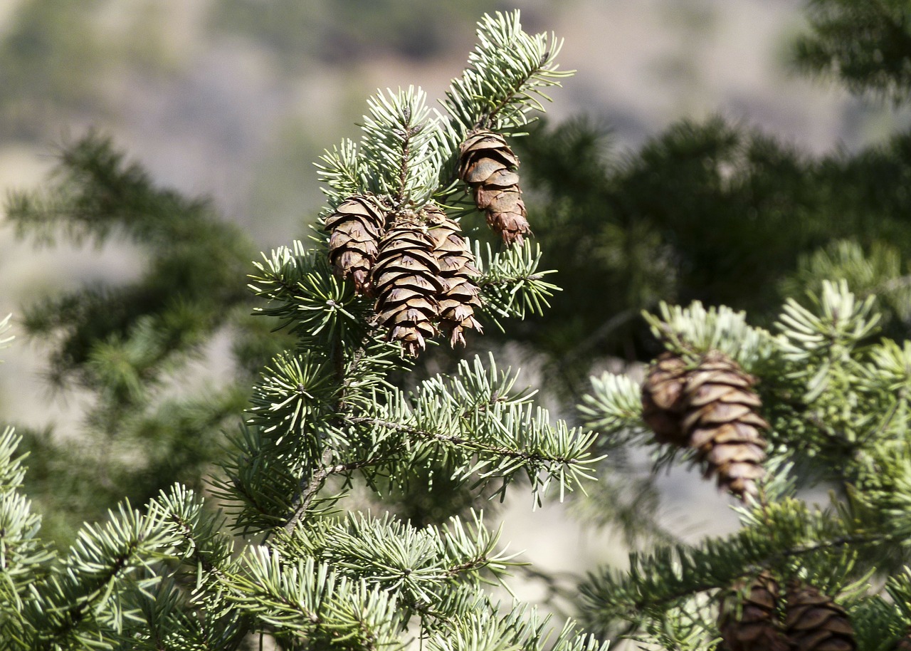 pine cones fir tree free photo