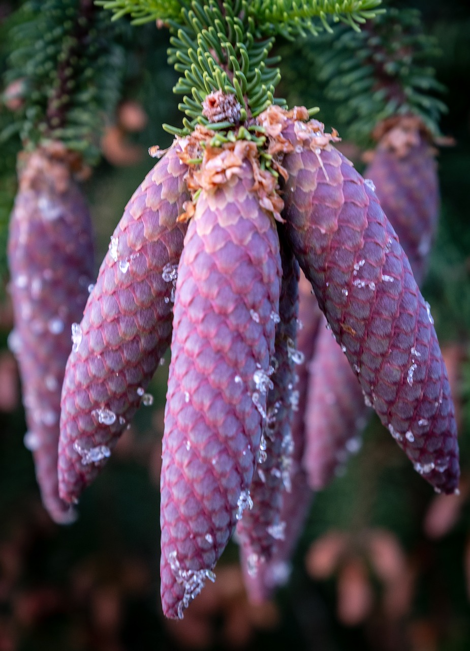 pine cones  depend  spring free photo