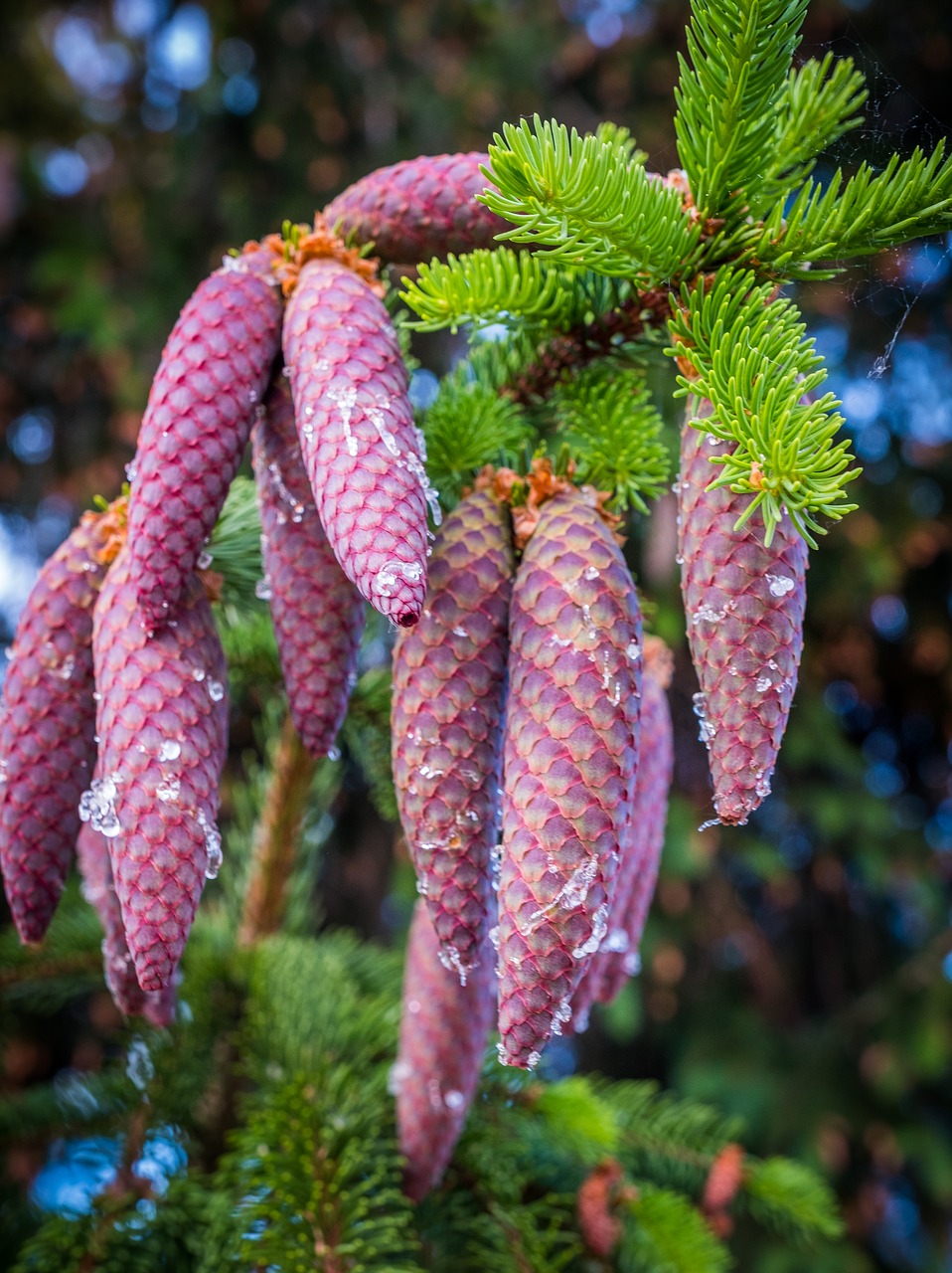 pine cones  depend  spring free photo