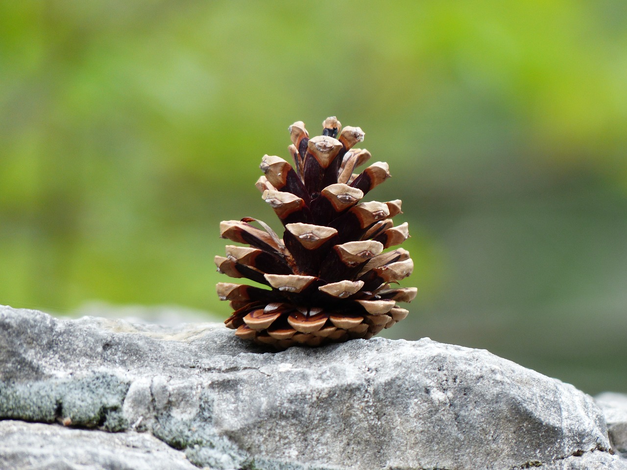pine cones tap strobilus free photo
