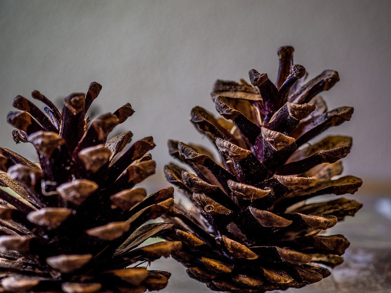 pine cones  autumn  forest free photo