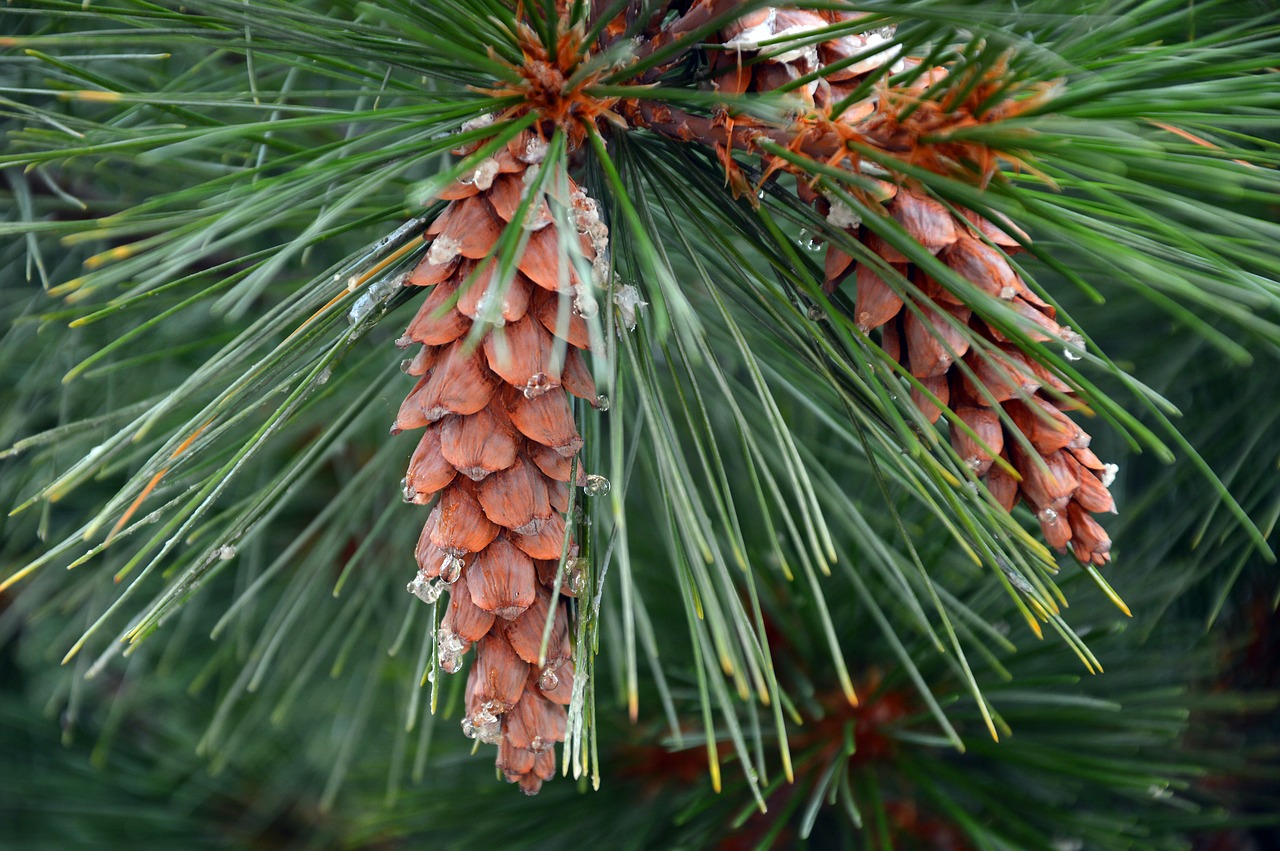 pine cones  tap  needles free photo