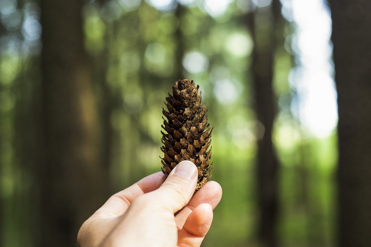 pine cones  forest  tree free photo