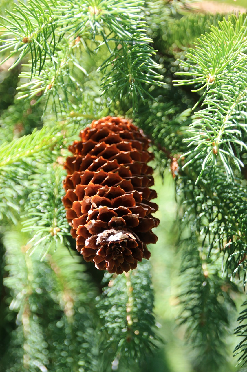 pine cones needles nature free photo