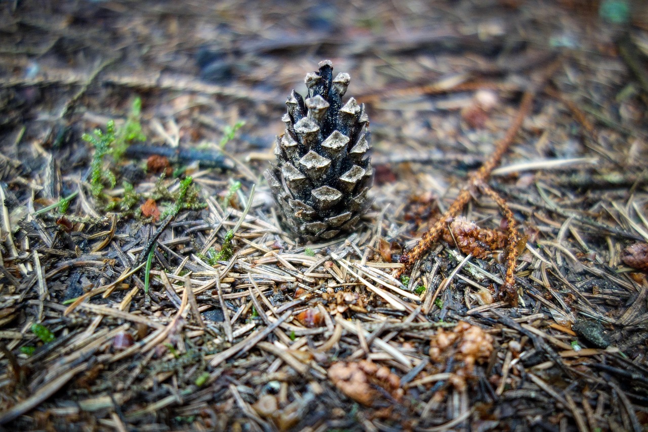 pine cones  tap  forest floor free photo