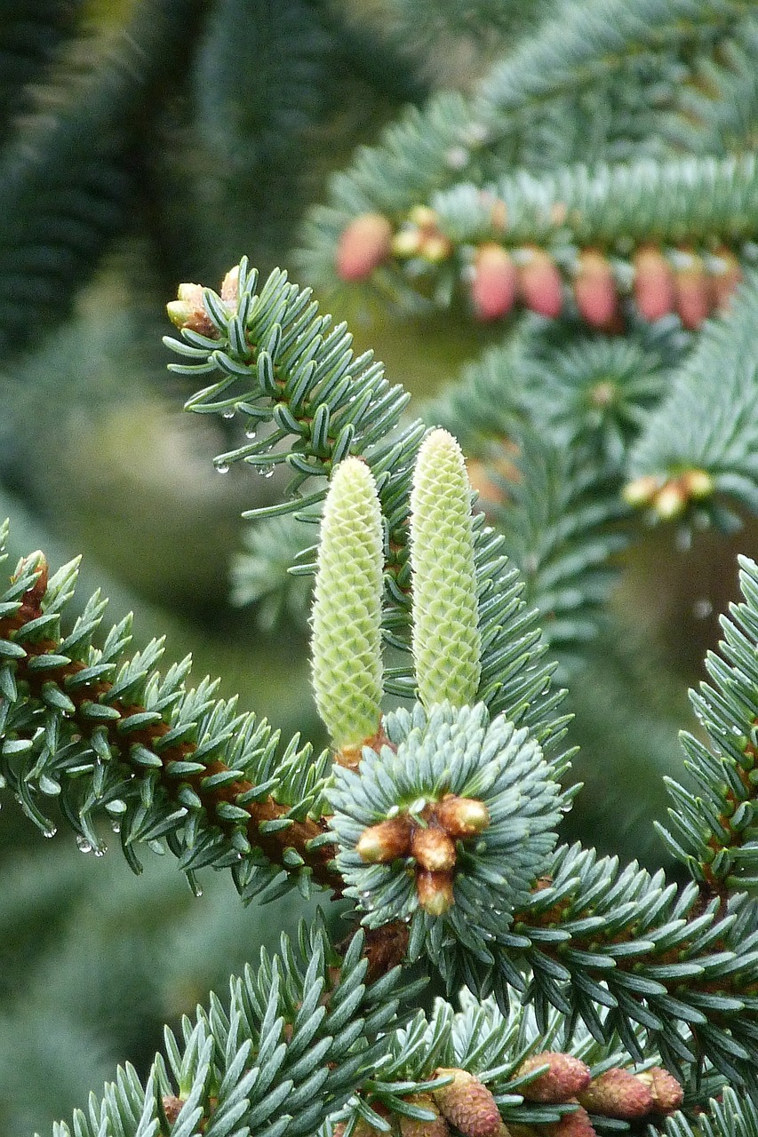 pine cones fir tap free photo