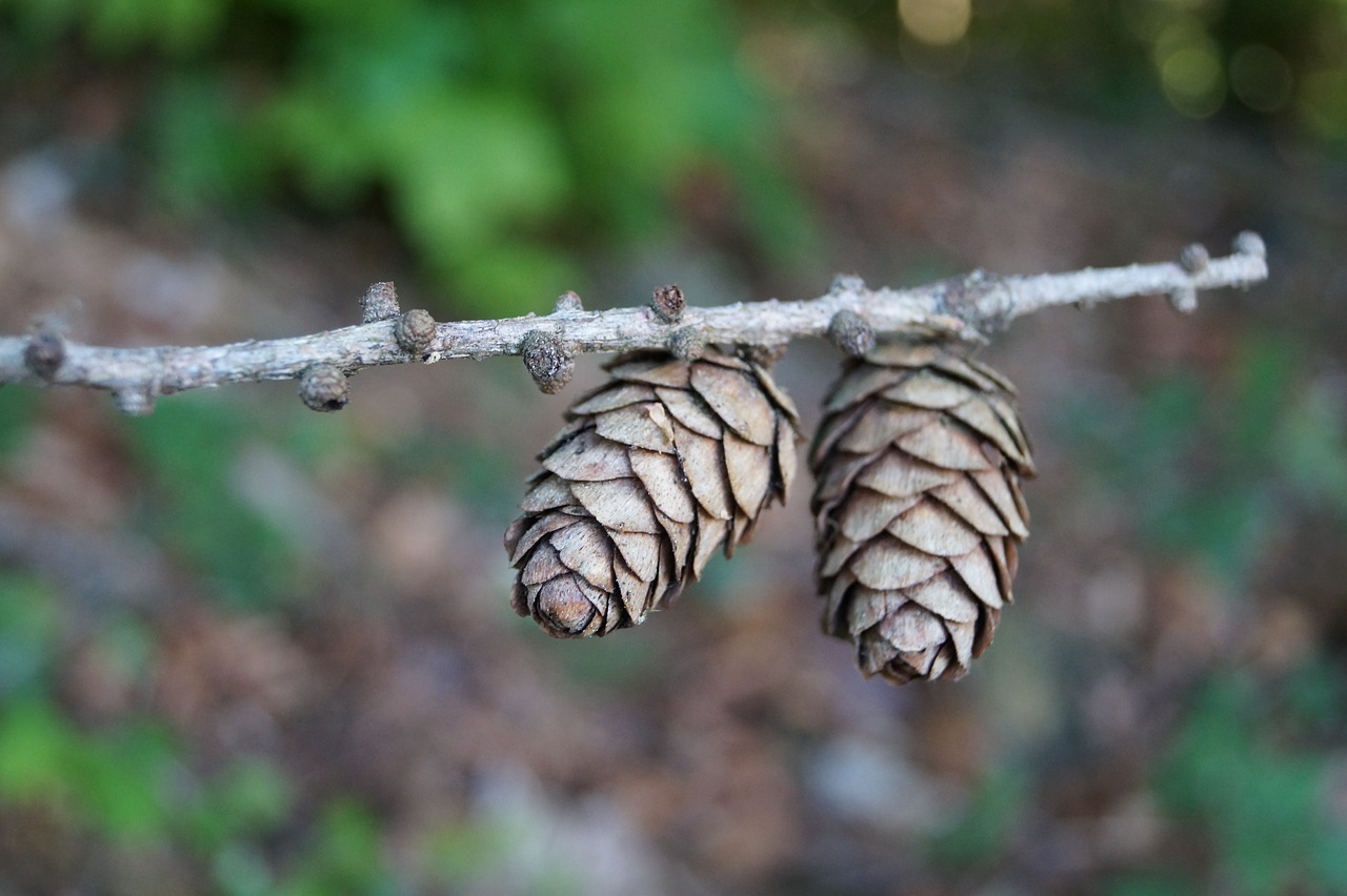 pine cones  spruce  brown free photo