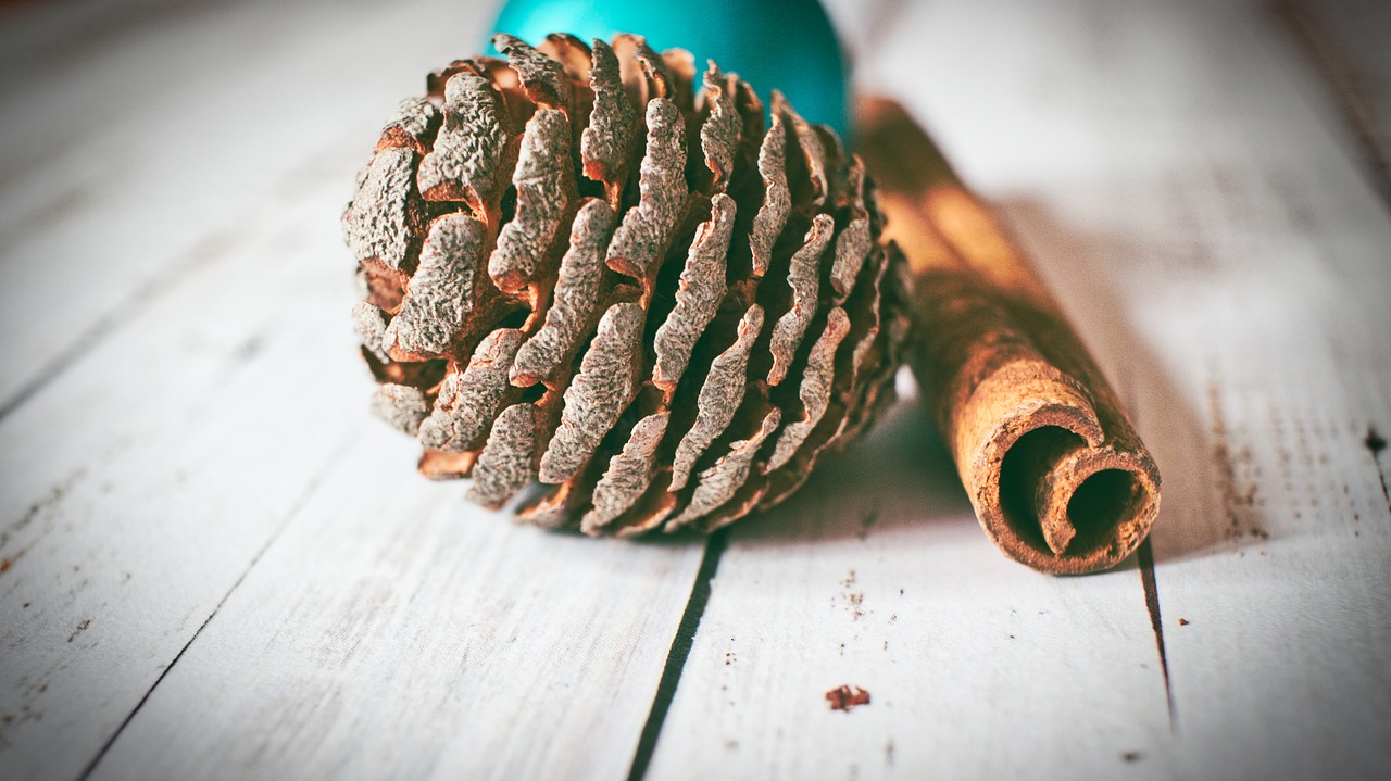 pine cones  christmas  zimstange free photo