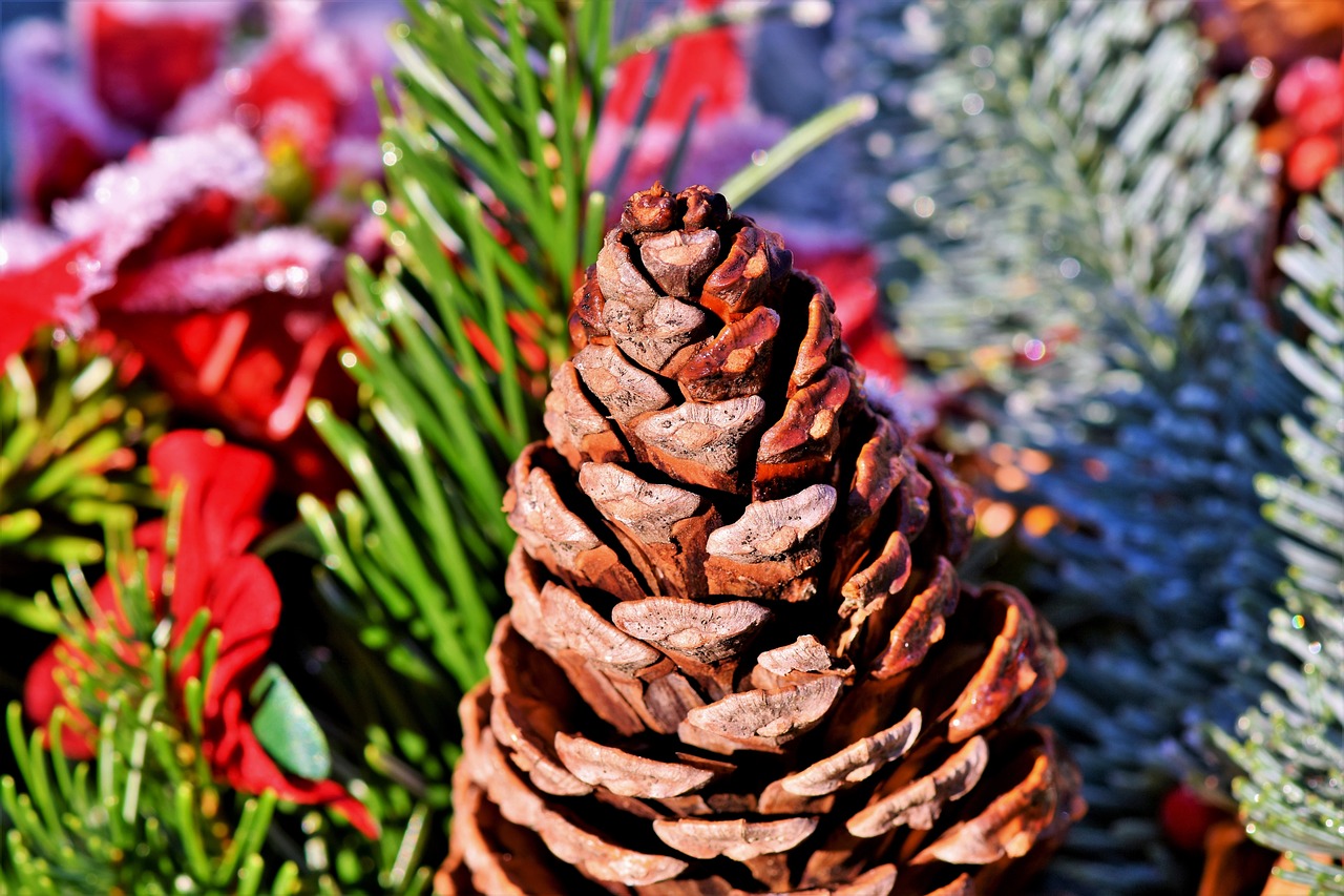 pine cones  tap  conifer free photo