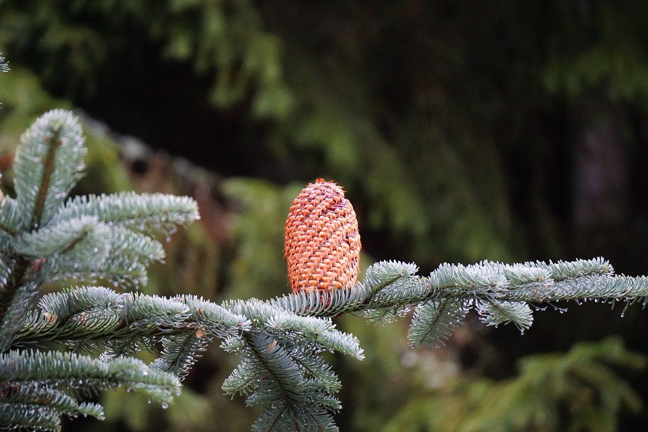 pine cones  nobilis fir  branch free photo