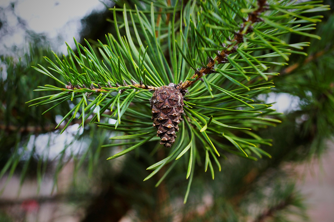 pine cones  pine needles  fir tree free photo