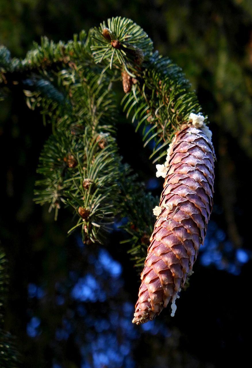 pine cones  conifer  seeds free photo
