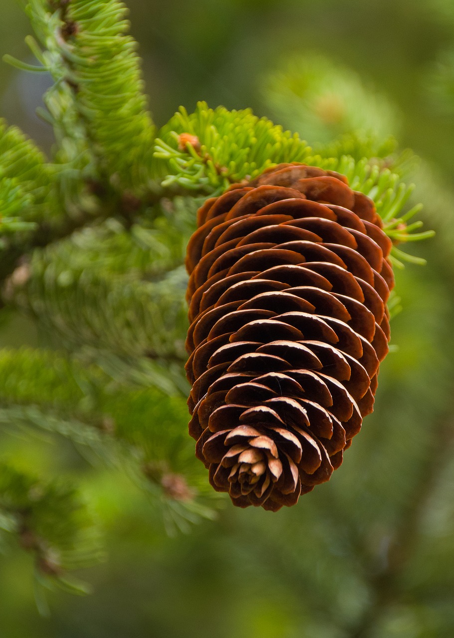 pine cones  spruce  tap free photo