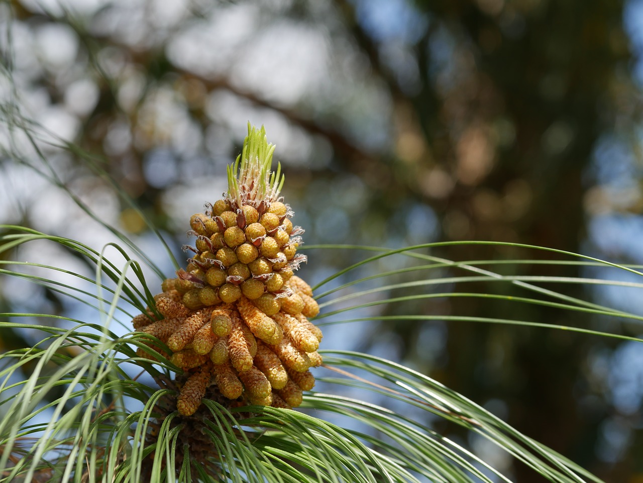 pine cones  mediterranean trees  conifer free photo