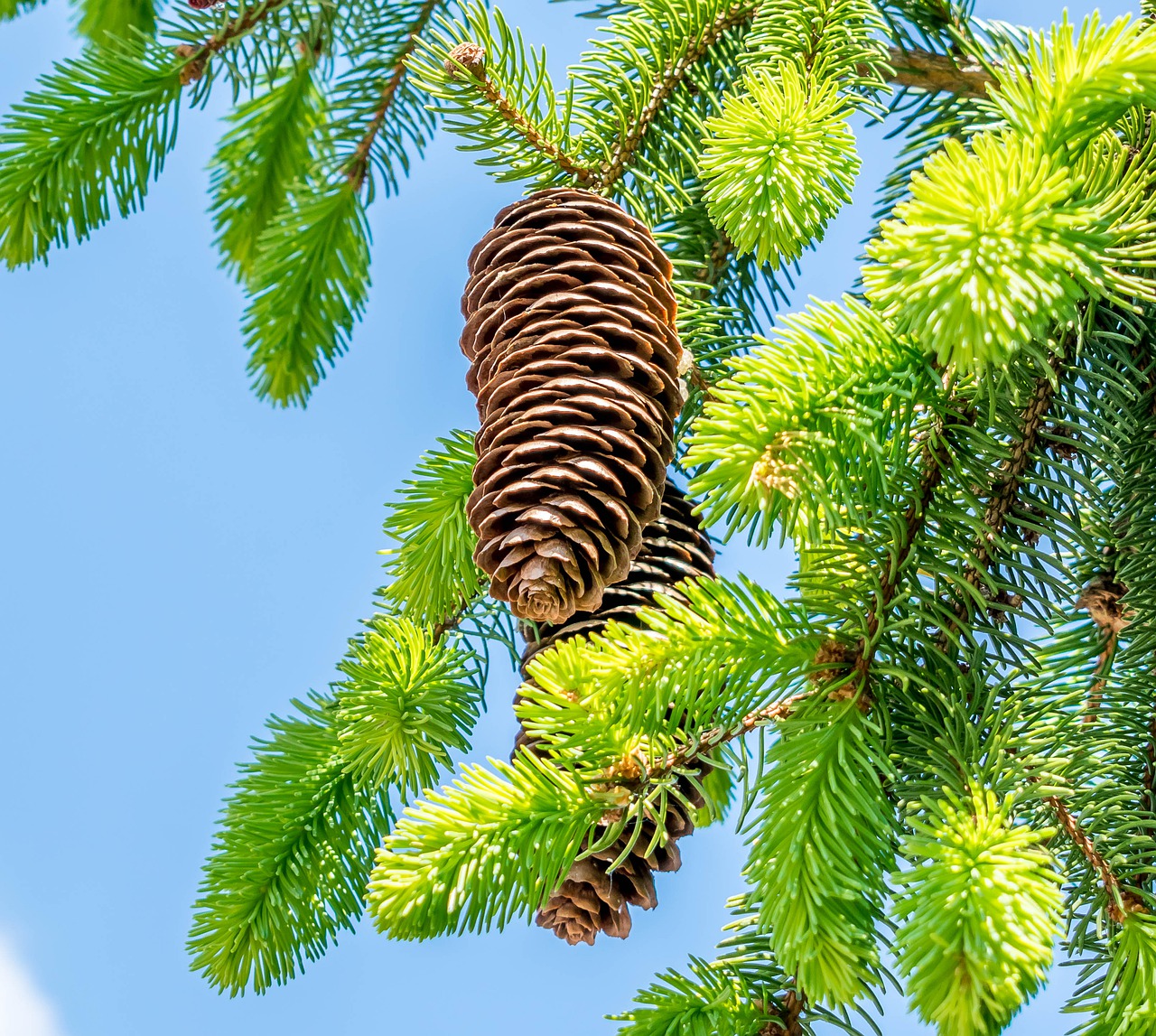 pine cones  fir tree  tree free photo