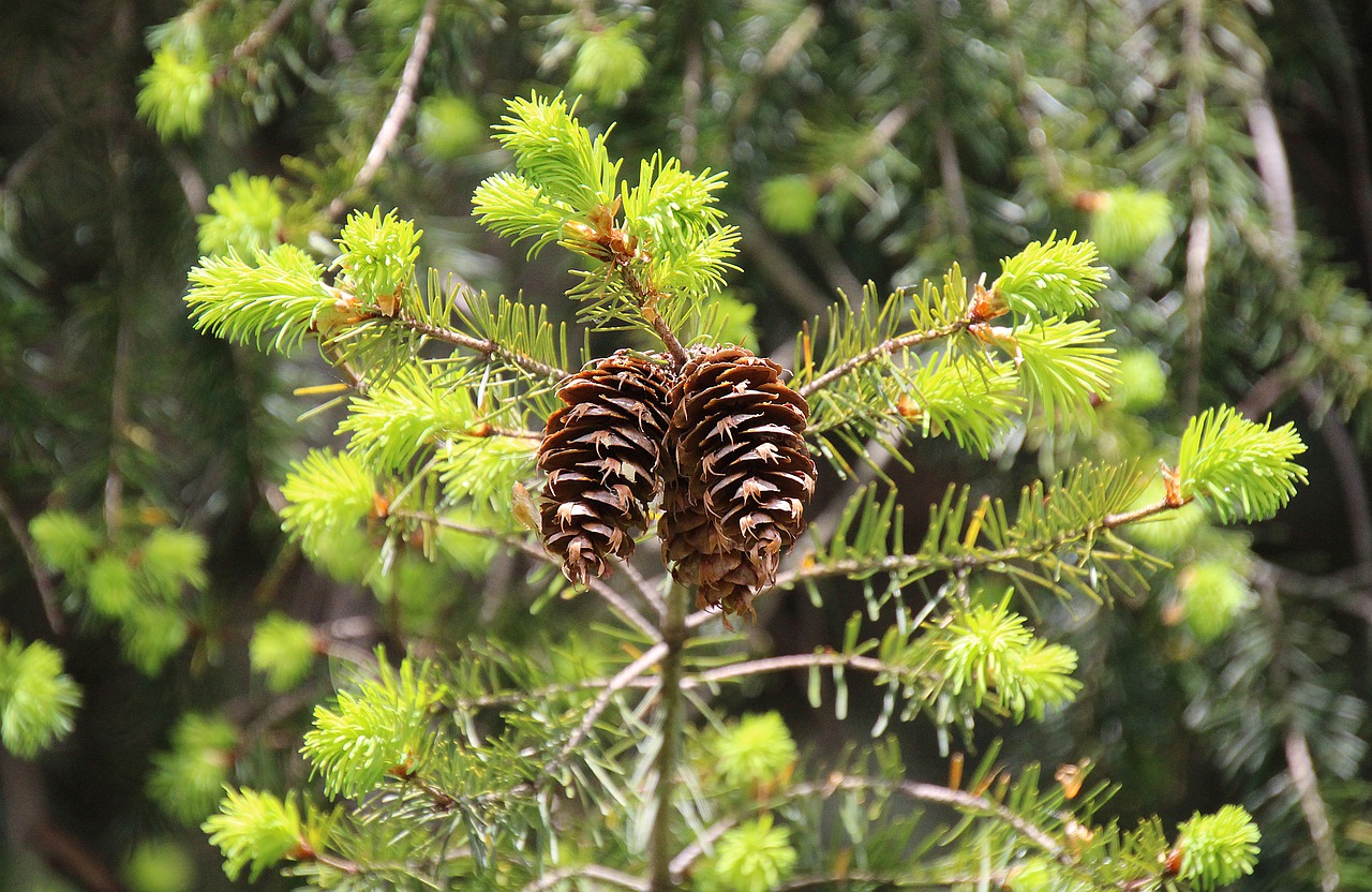 pine cones  nature  tree free photo