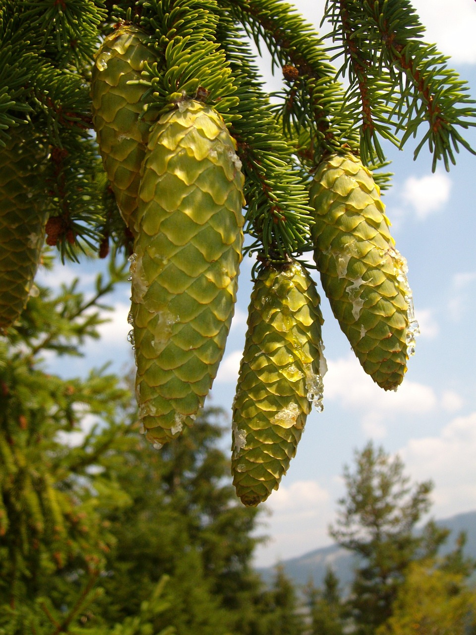 pine cones mountain tree free photo