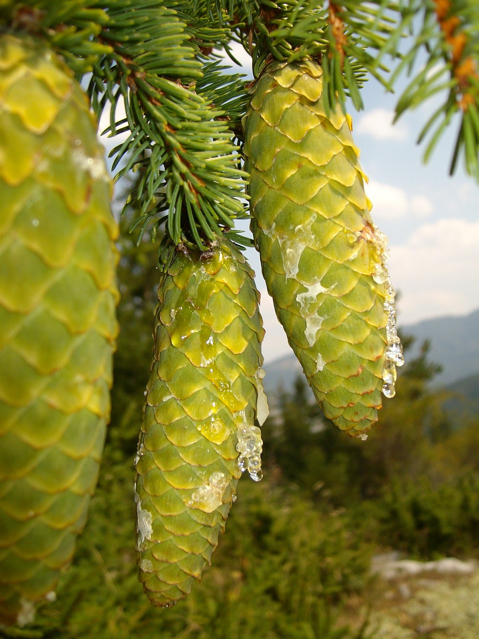 pine cones green mountain free photo