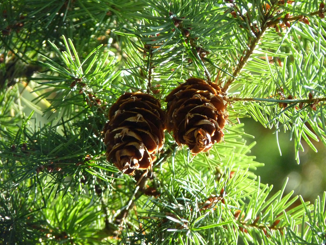 pine cones douglas tap douglas free photo
