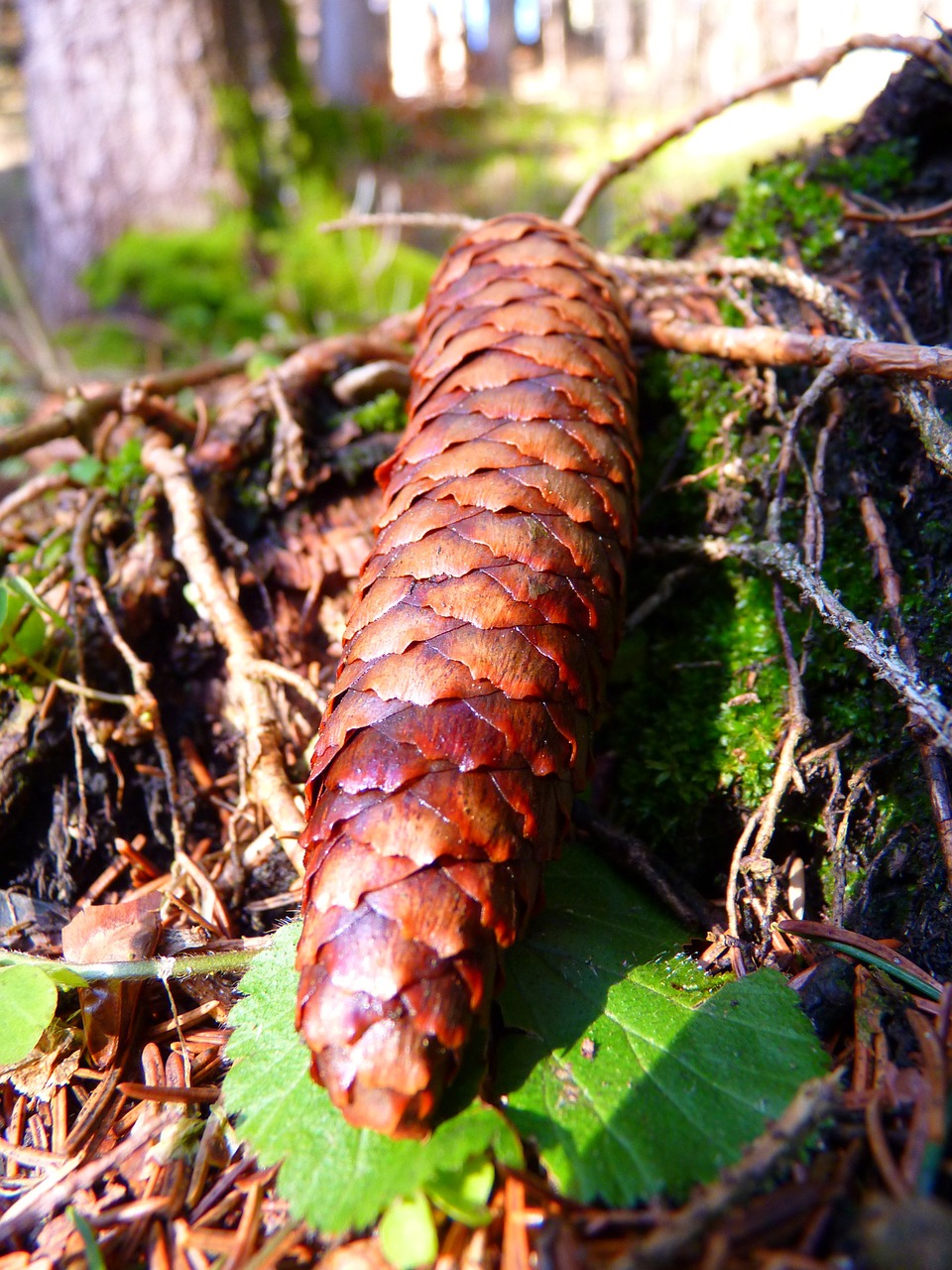 pine cones brown spruce forest free photo