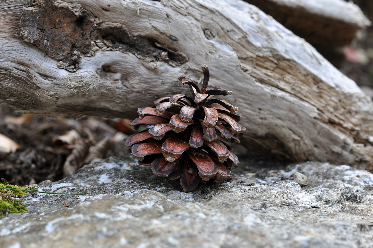 pine cones tap nature free photo