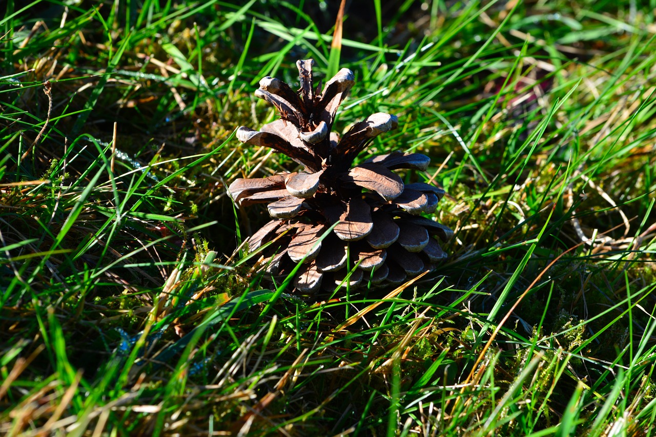 pine cones grass meadow free photo