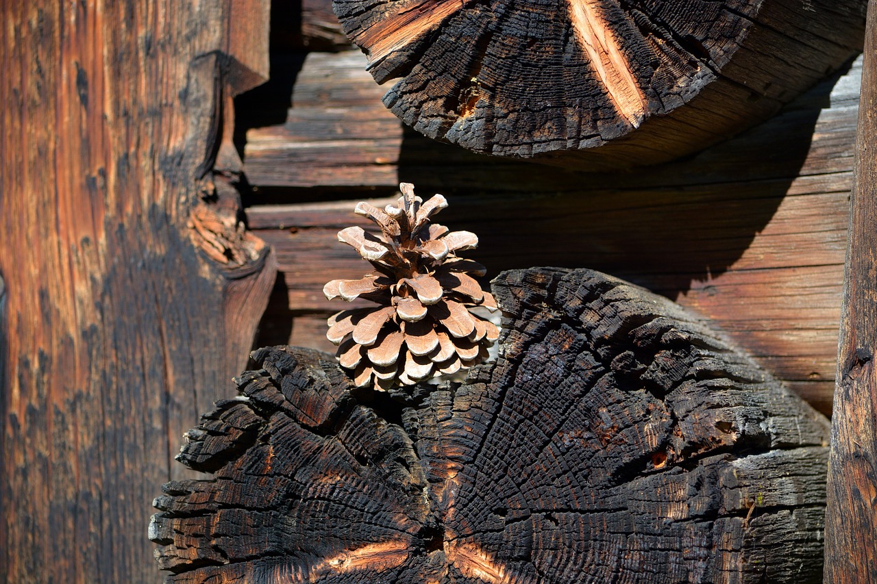 pine cones wood brown free photo