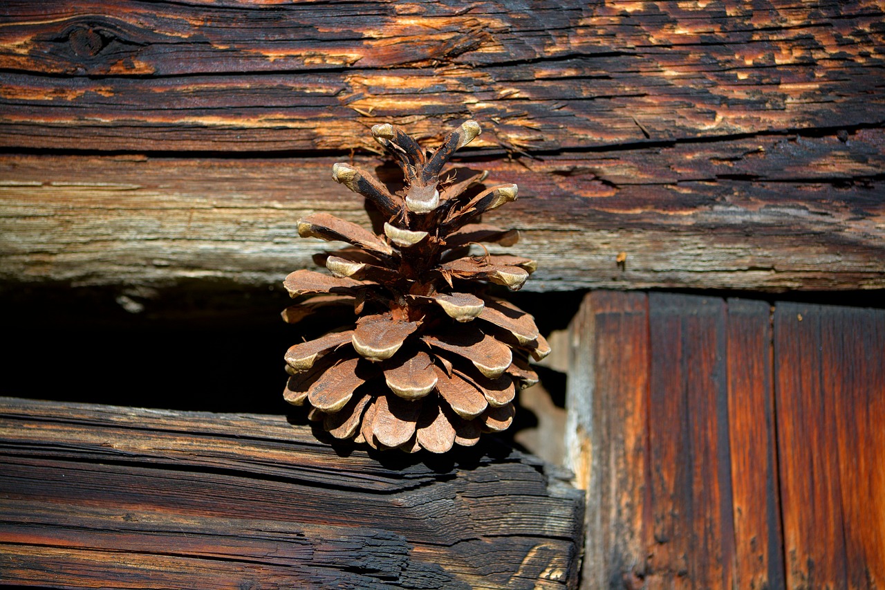 pine cones wood brown free photo