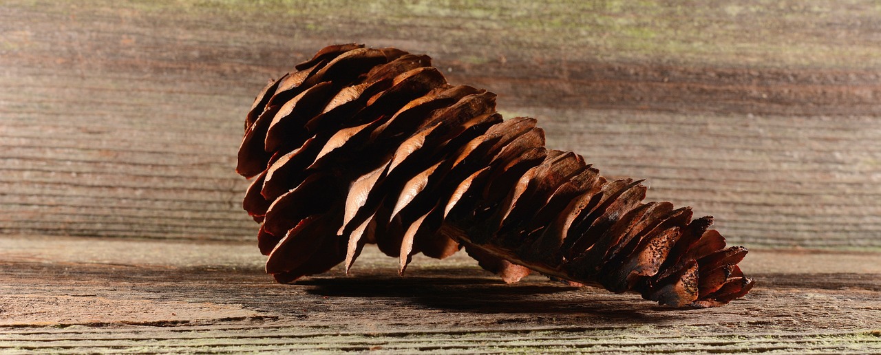 pine cones tap brown free photo