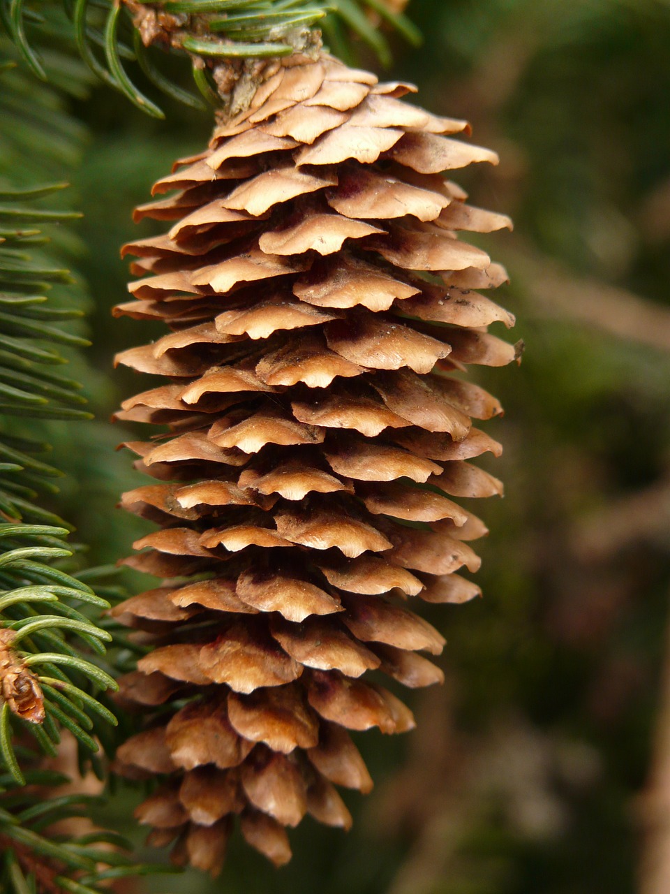 pine cones,tap,tree,conifer,common spruce,picea abies,red spruce,spruce,picea,ripe,seeds,free pictures, free photos, free images, royalty free, free illustrations, public domain