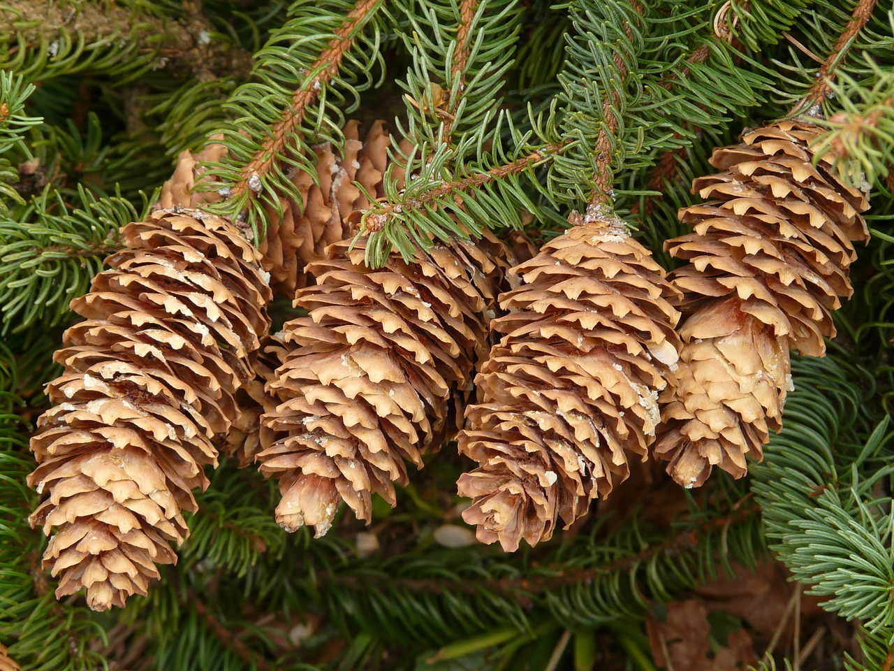pine cones tap tree free photo