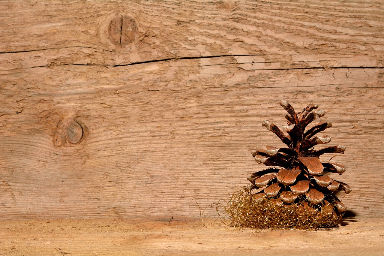 pine cones wood background free photo