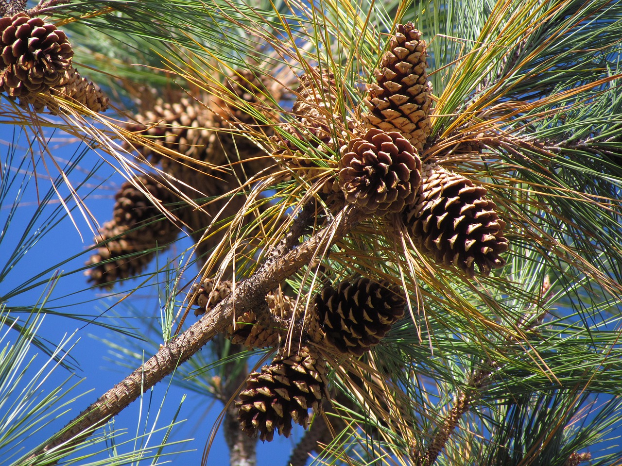 pine cones tree evergreen free photo