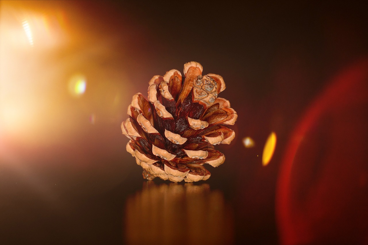 pine cones natural product light free photo