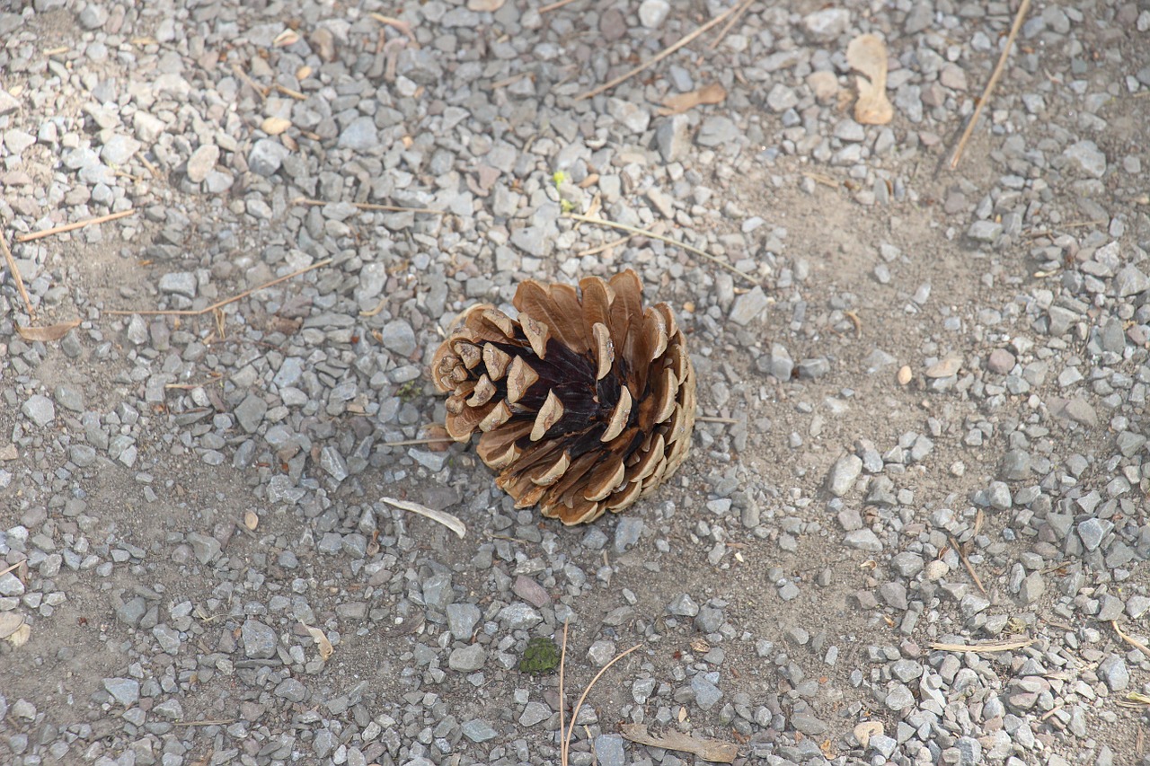 pine cones brown tap free photo