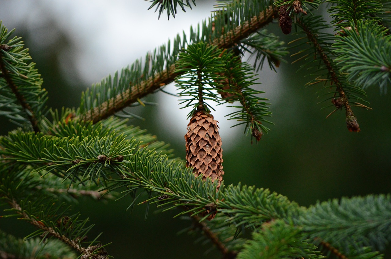 pine cones tannenzweig fir free photo