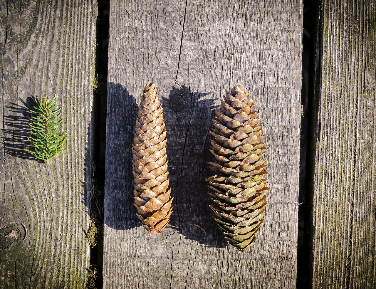 pine cones tap wood free photo