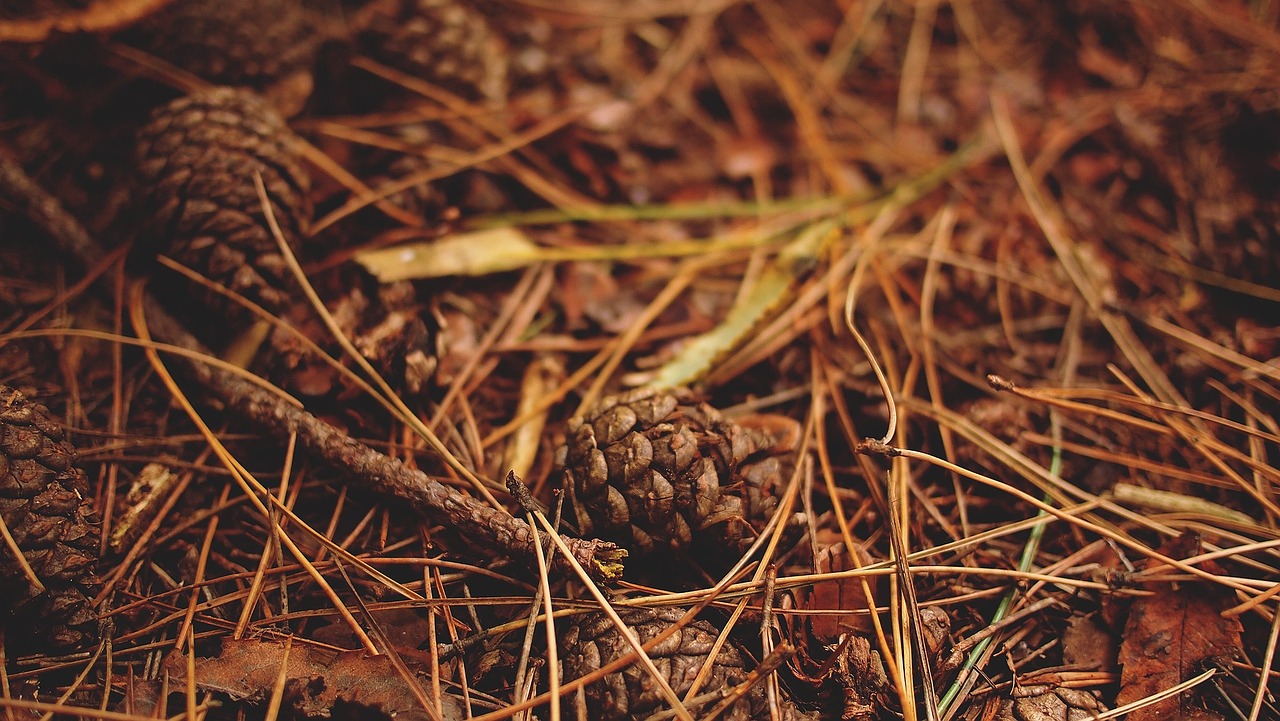 pine cones woods ground free photo