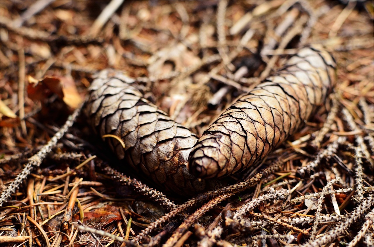 pine cones ground brown free photo