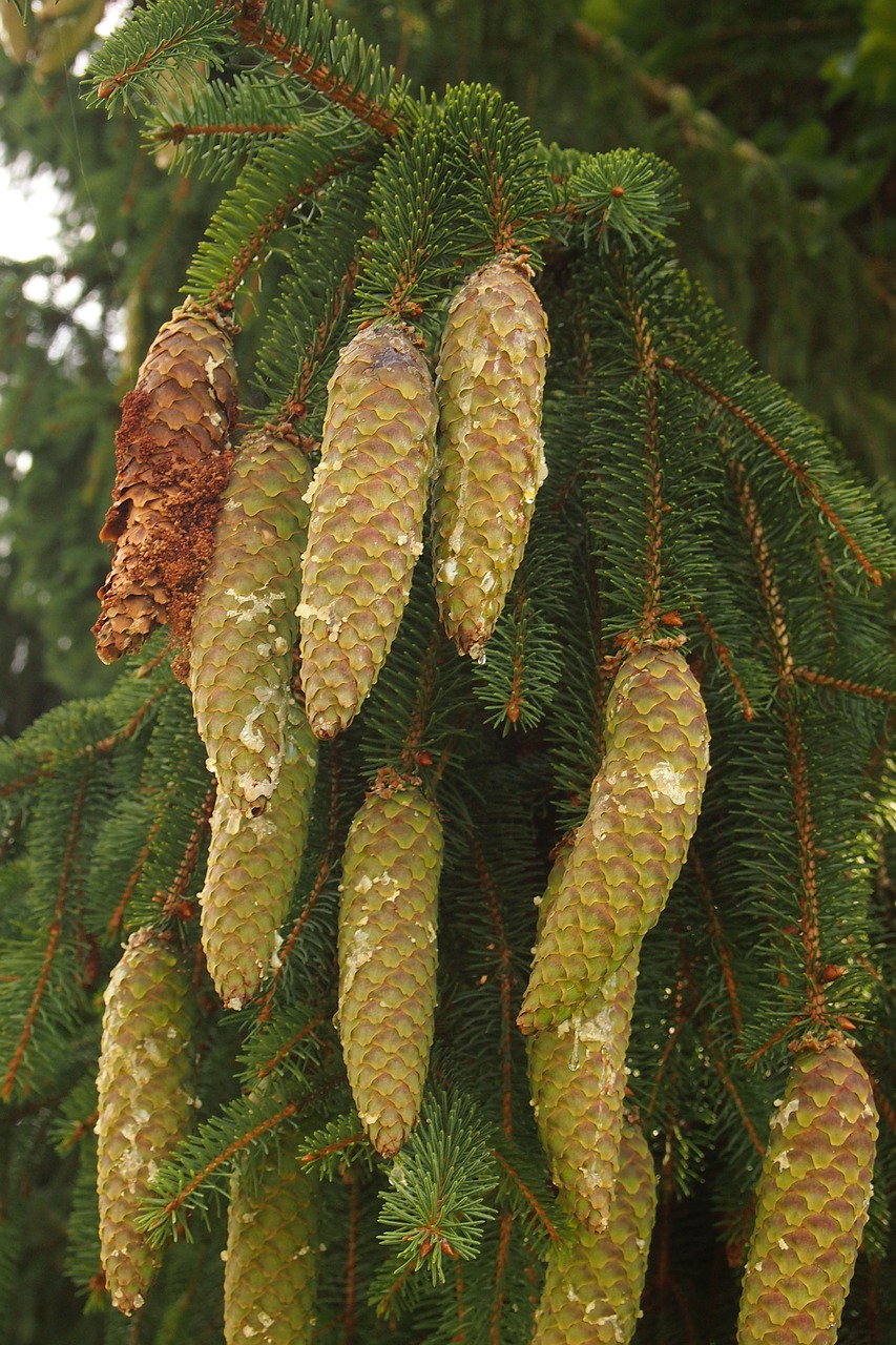 pine cones resin conifer free photo