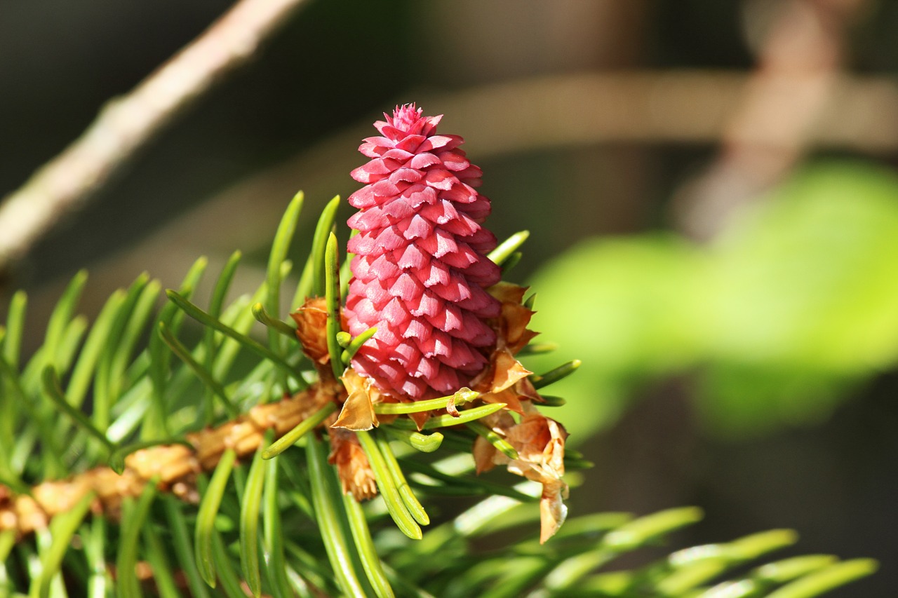 pine cones tap forest free photo