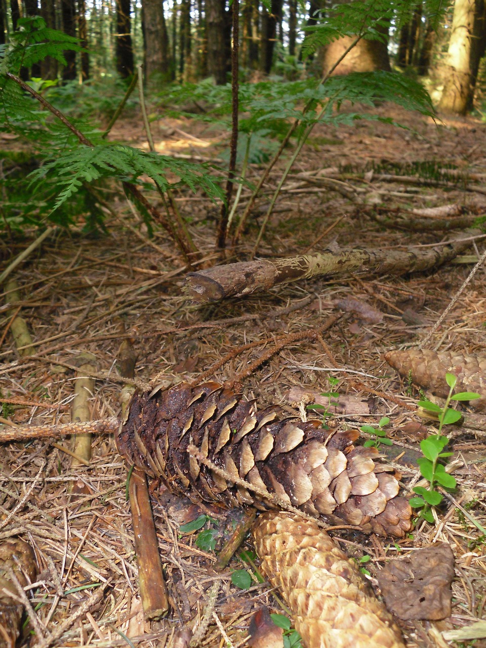 pine cones forest coniferous forest free photo