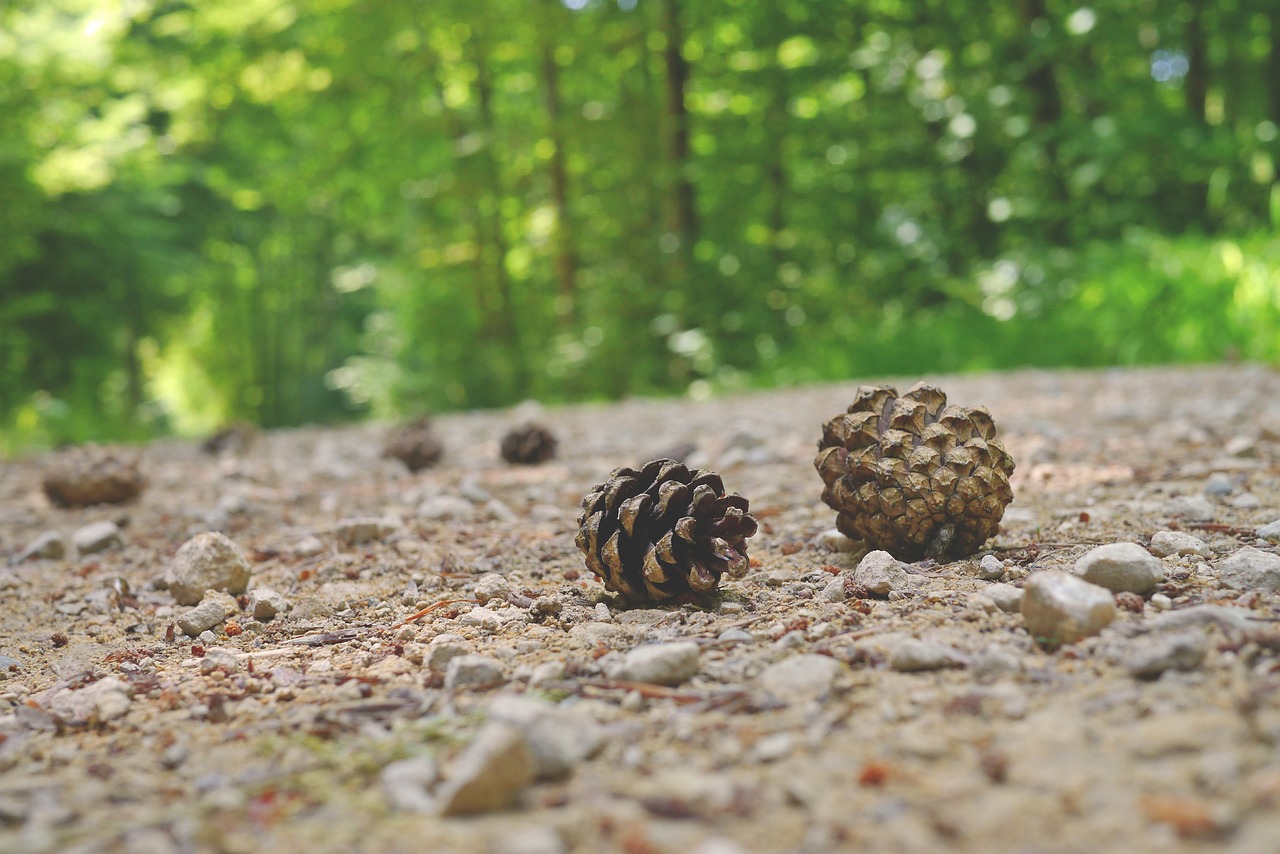pine cones forest path forest free photo