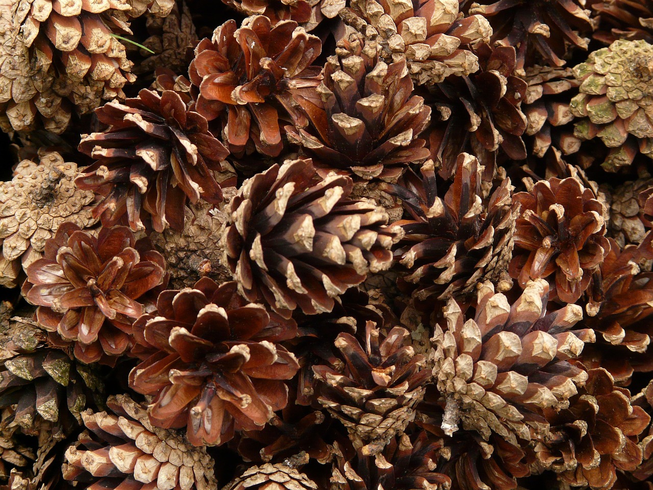 pine cones pine wood free photo
