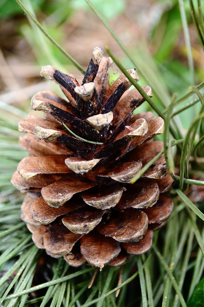 pine cones pine tap free photo