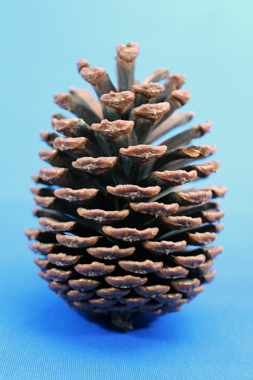 pine cones pine beauty free pictures free photo