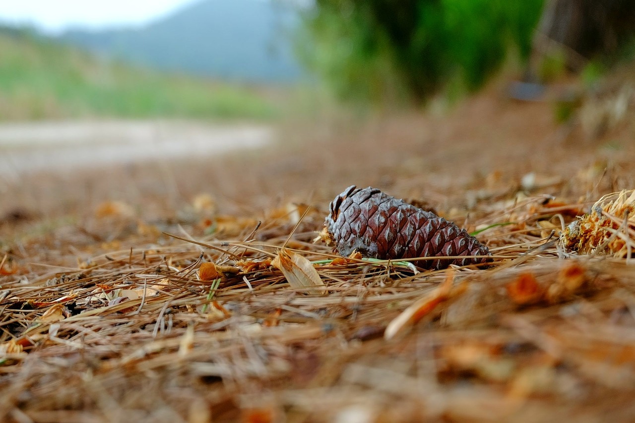 pine cones brown forest floor free photo