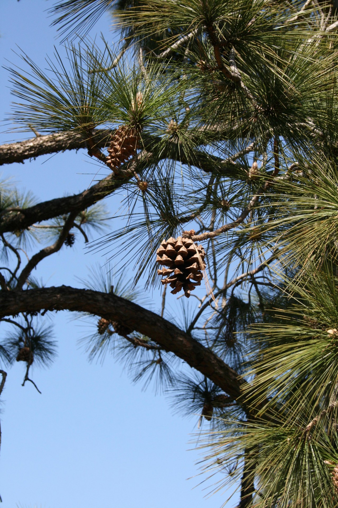 tree pine trees free photo